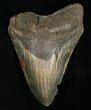 Inch Megalodon Tooth - Nice Color #5006-3